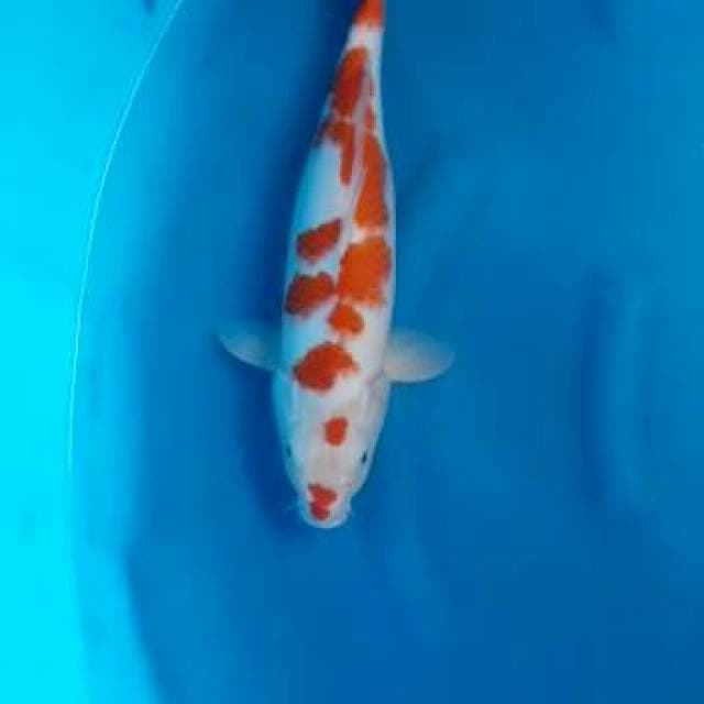 Kohaku jumbo ginuk ginuk