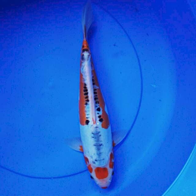 Shushui 34cm