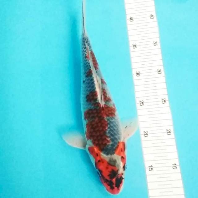 Goshiki 30cm