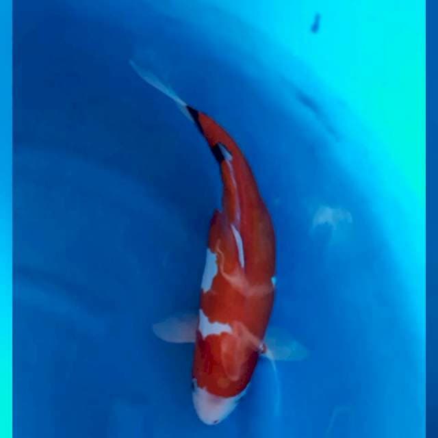 Beni Kumonryu 39 cm Female