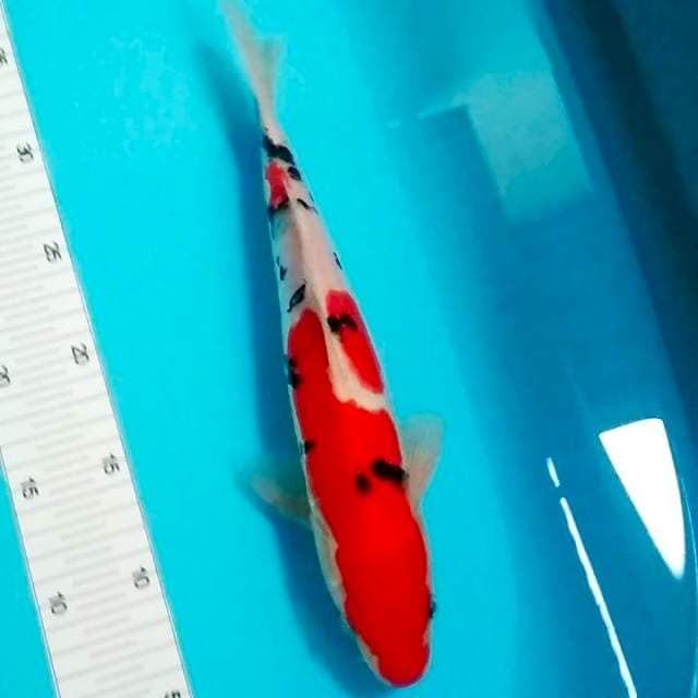 Sanke doitsu 30cm