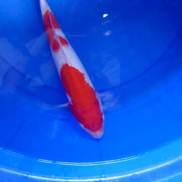 Kohaku oke