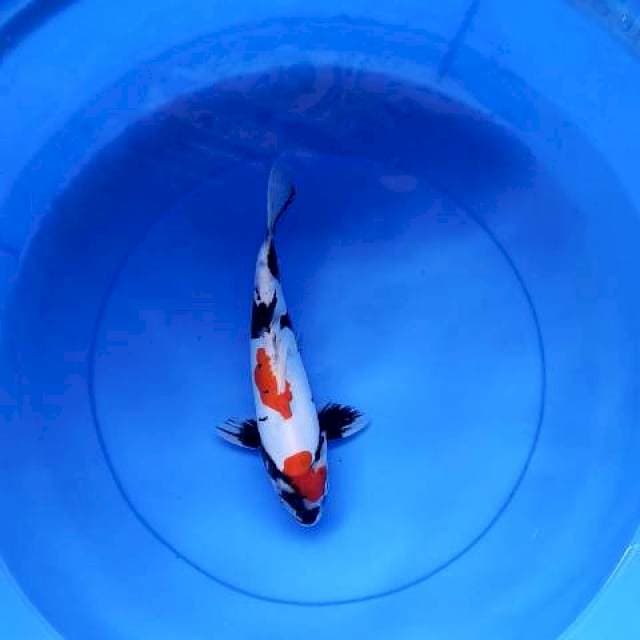 Showa doitshu joos tenan 29 cm