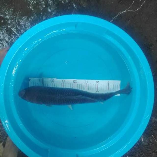 penjinak kolam.soragoi jumbo.45-46