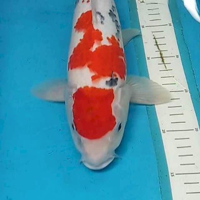 Maruten Jantan 37cm