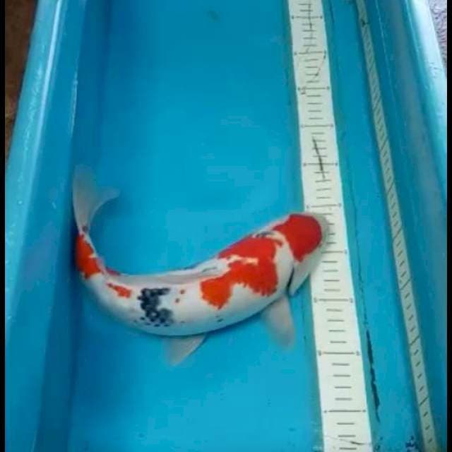 Maruten Jantan 37cm