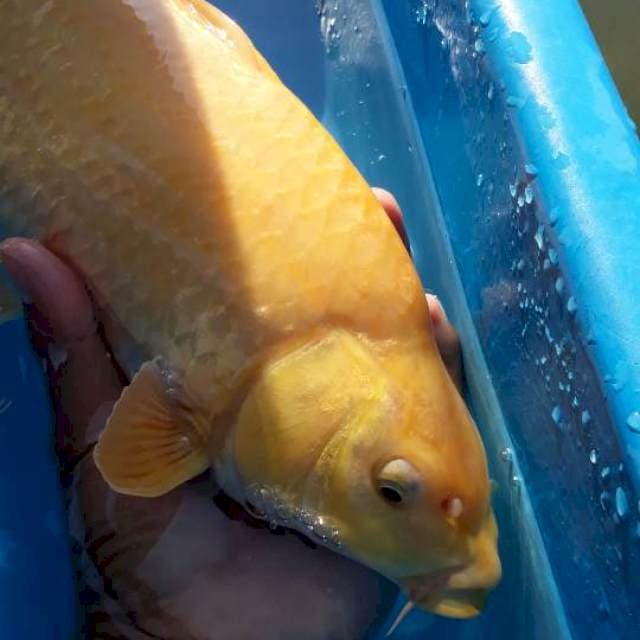 Karashi 37cm punuk calon jumbo