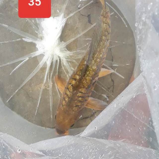 Ginrin aragoke 35cm