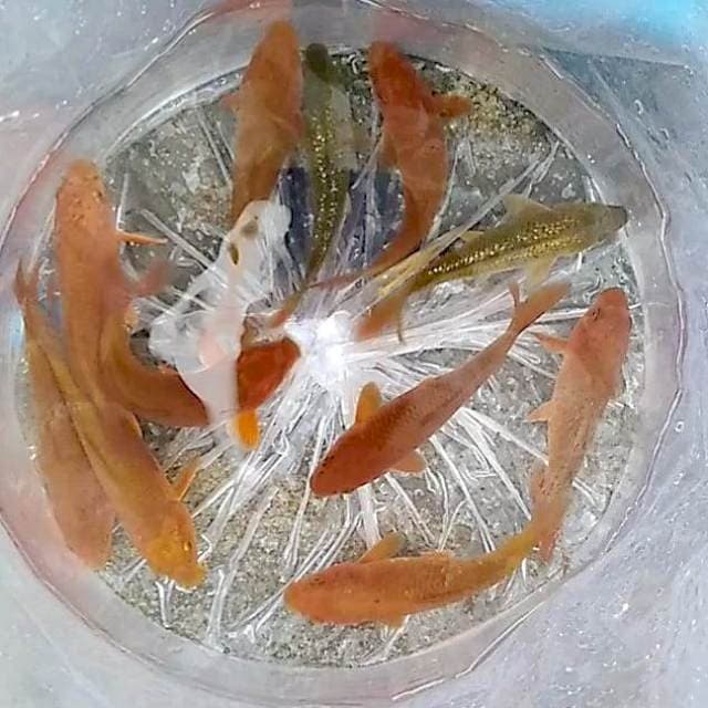 Paket chagoi tembaga 11 ekor mix midori 2 ekor