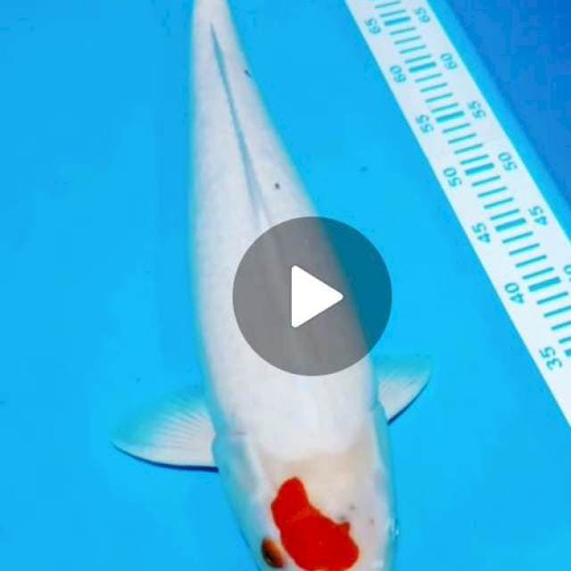Tanci kohaku