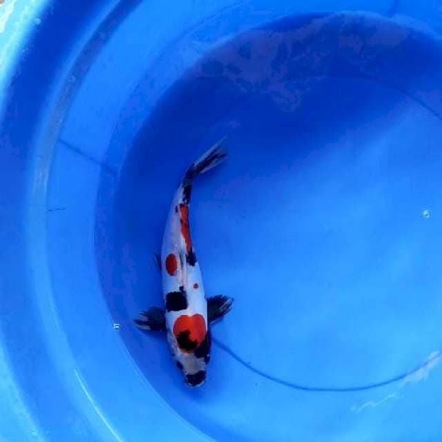 Showa doits best 30 cm