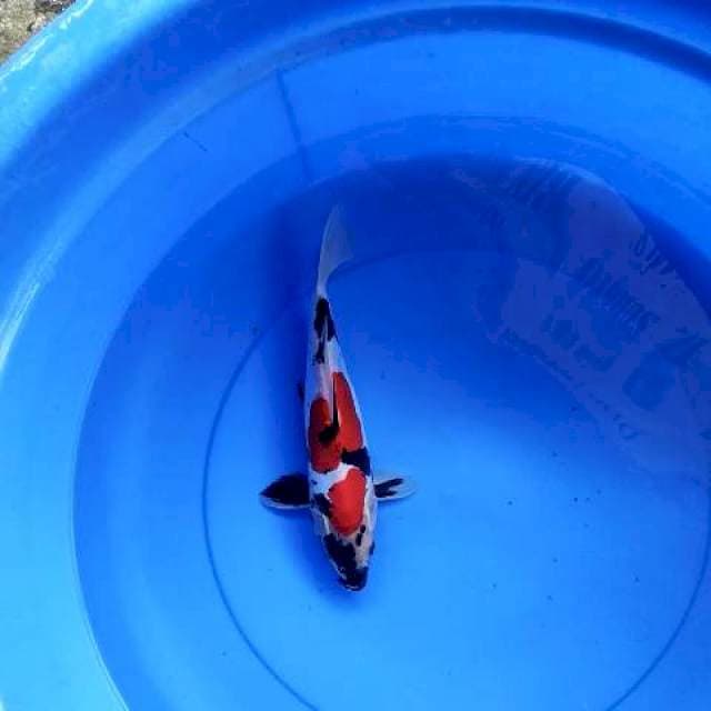 Showa doits 27 cm