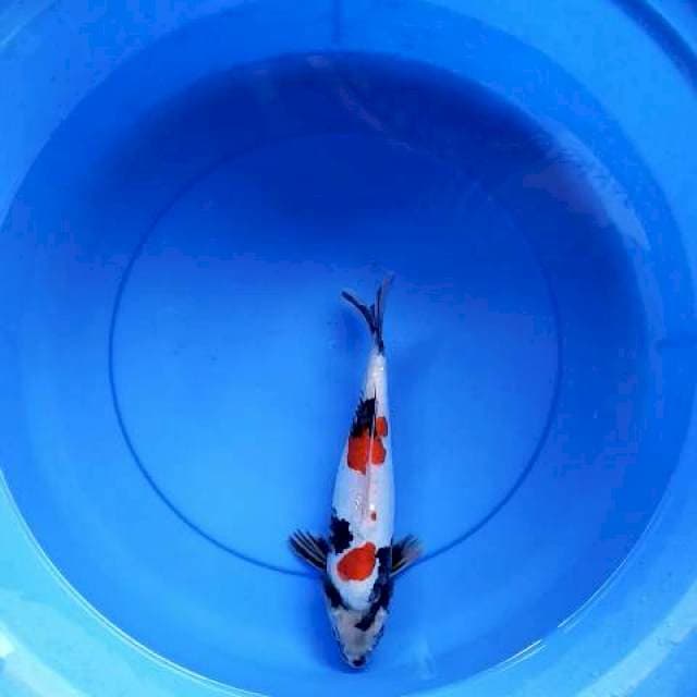Showa doits 29 cm