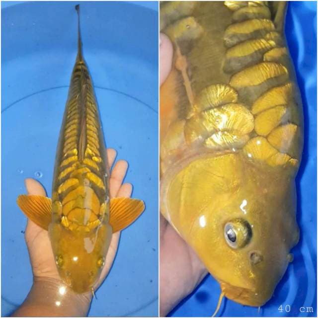 Chagoi aragoke ginrin punuk 40cm