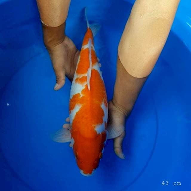 Kohaku 38 cm