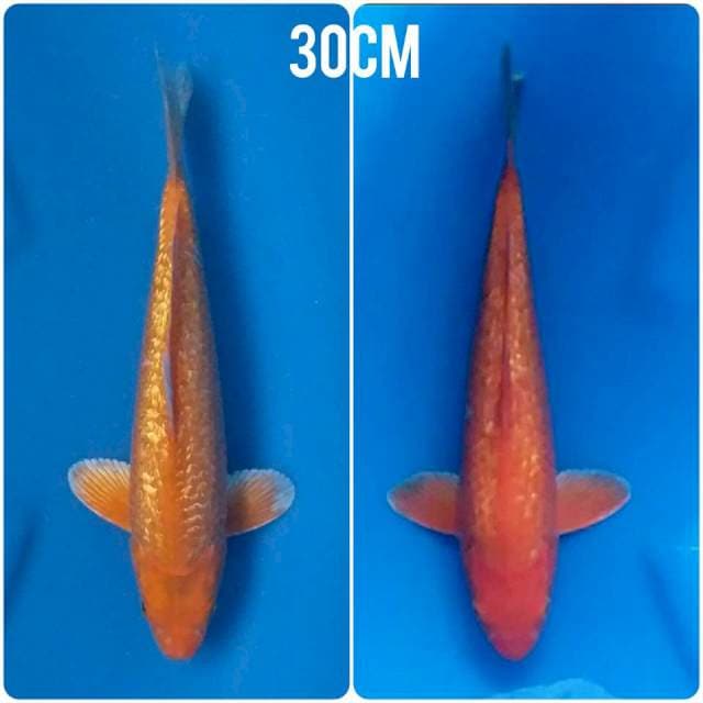 DUO KARASHI MATA MERAH ๐