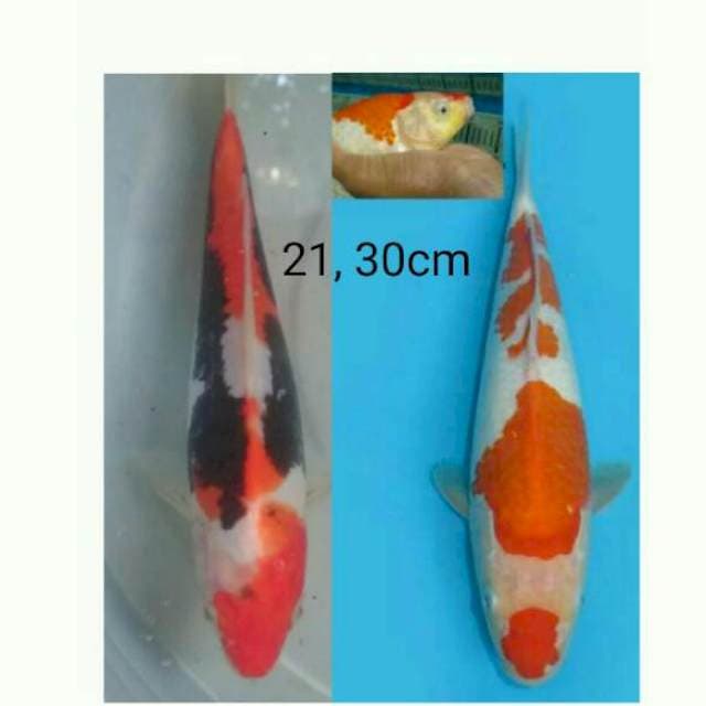 Kohaku berpunuk, kumon body tebal