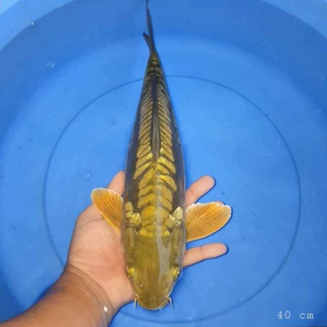 Chagoi aragoke 40 cm