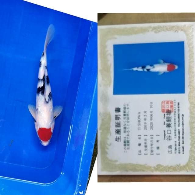 Tancho taniguchi serti