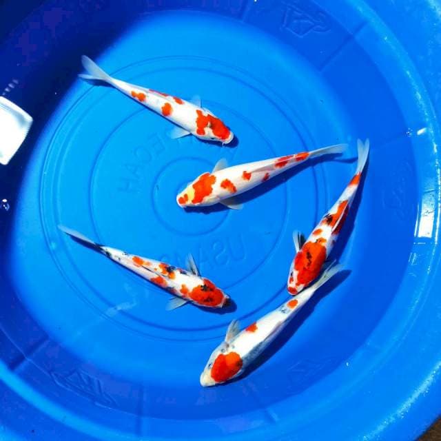 Mix koi 23 - 25 cm