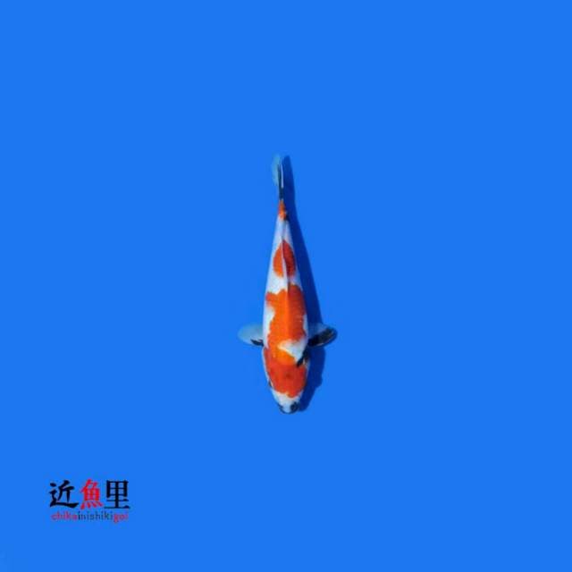 Showa 28 cm