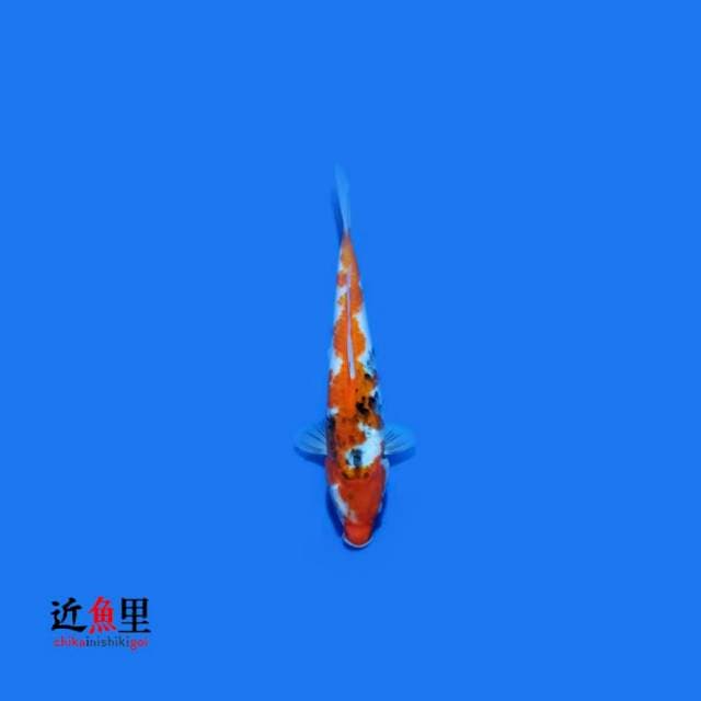 Showa 27 cm