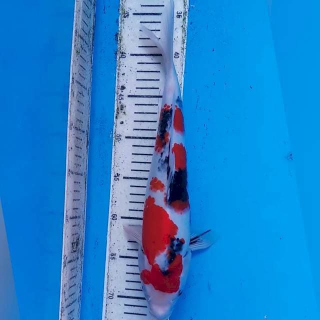 ORIGINAL SHOWA 35CM π