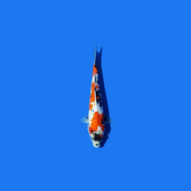 KOINS_SHOWA GOOD_29CM