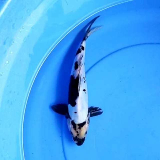 Shiro doits 26 cm