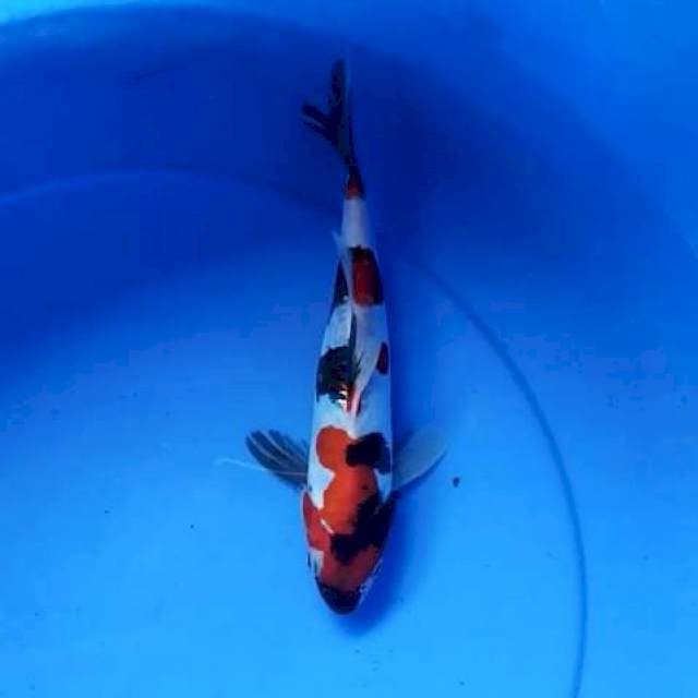 Showa doits 22 cm