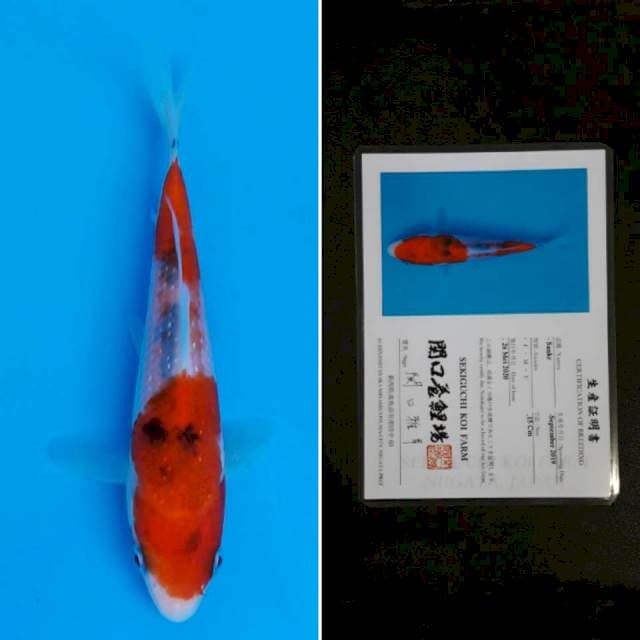 Sekiguchi sanke 15cm sertifikat