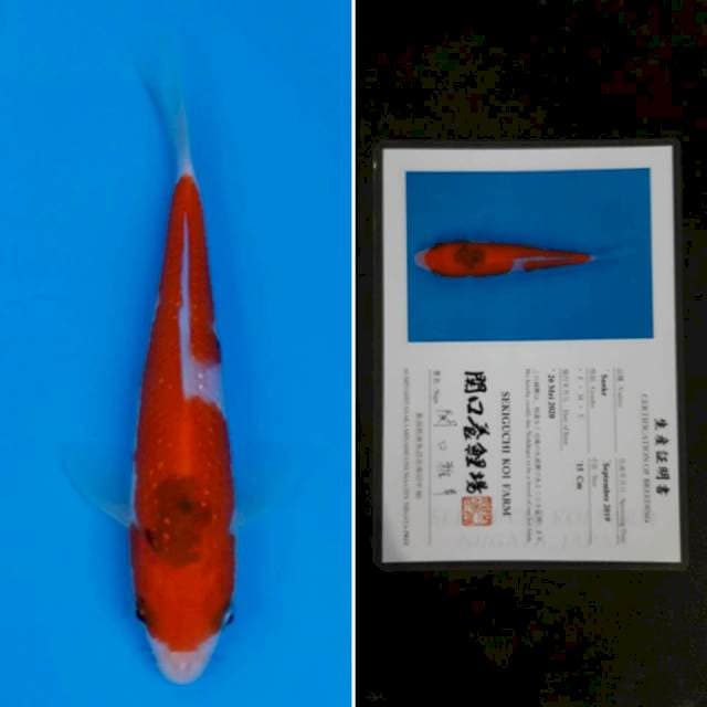 Sekiguchi sanke 15cm sertifikat