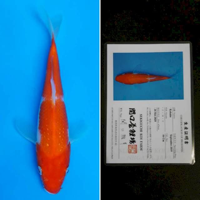 Sekiguchi kohaku 16cm sertifikat