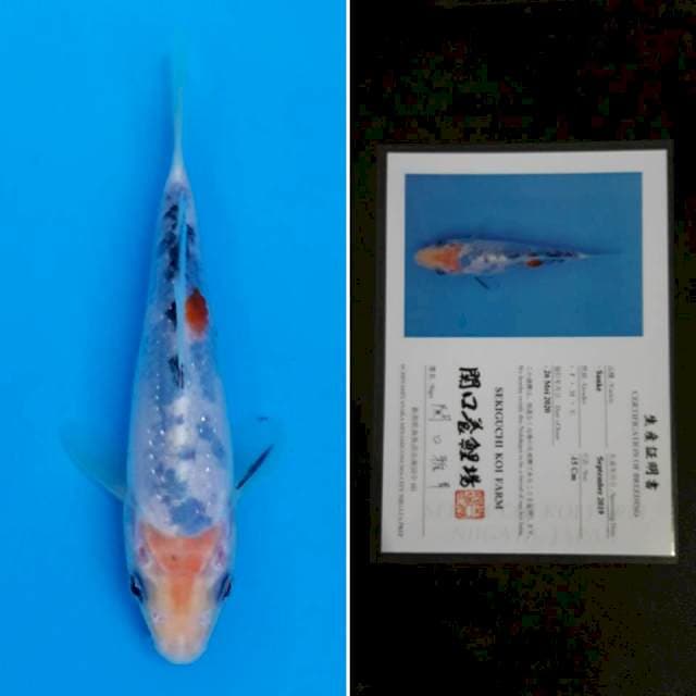 Sekiguchi sanke 15cm sertifikat