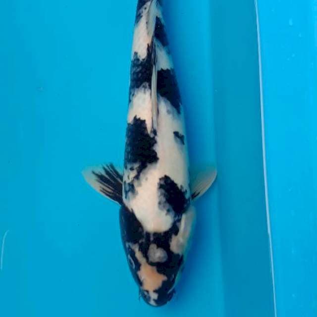 Shiro 32 male