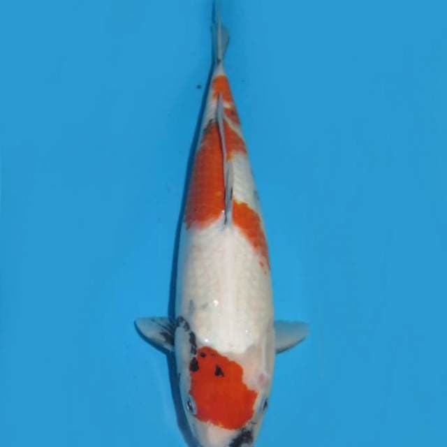 Tosai Kindai Showa Proapek , 34cm