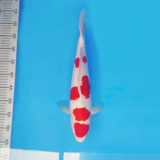 IZUMO 1 ~ KOHAKU ™