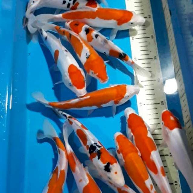 SANKE KOHAKU TANCHO DOITSU 20-22 CM 15 EKOR