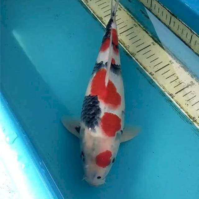 Showa 33cm Male