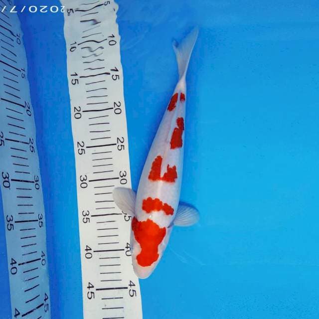 IZUMO 3 ~ KOHAKU ™