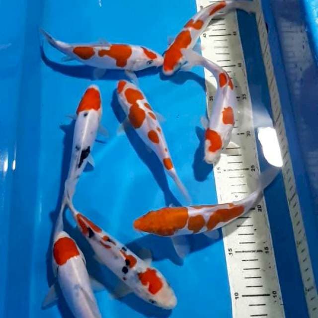 SANKE KOHAKU TANCHO DOITSU 18-20 CM