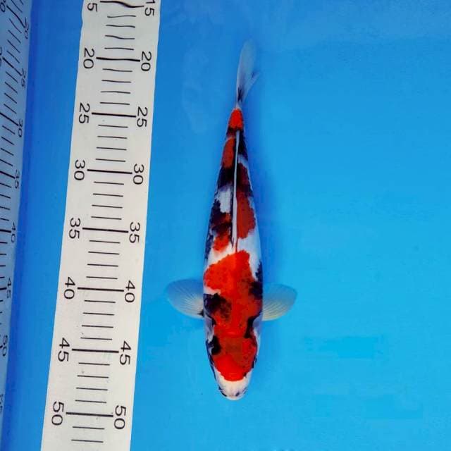 IZUMO 11 ~ SHOWA EVOLUTION ™