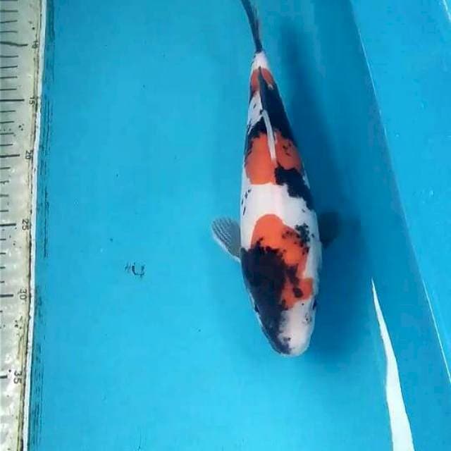 Doitsu showa 26cm