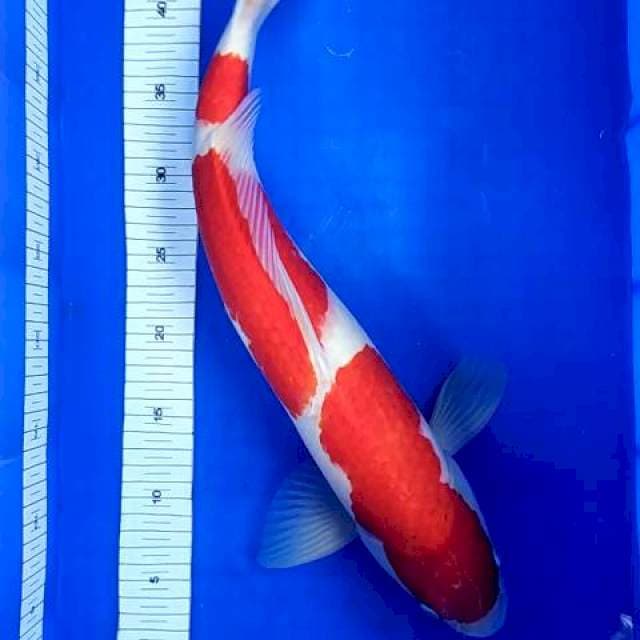 Kohaku jumbo jantan 50cm, Ori