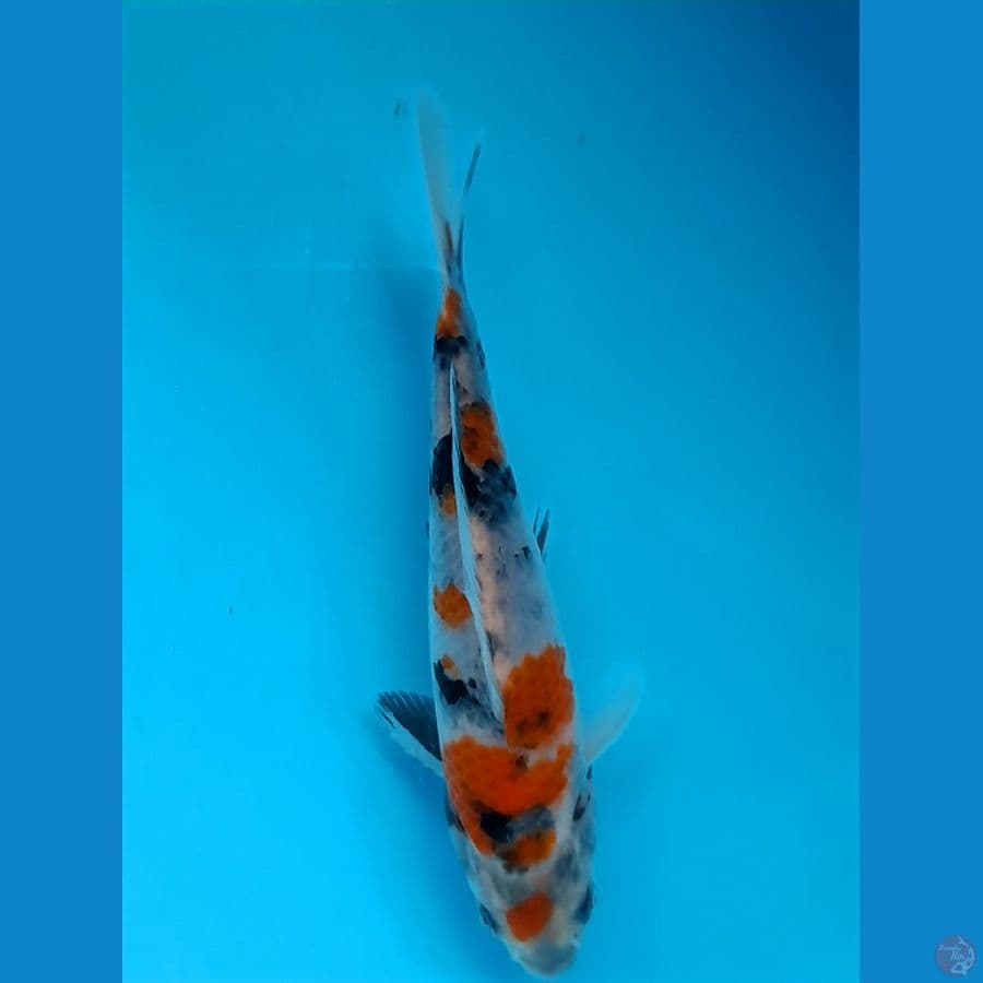 showa f1 size 17cm