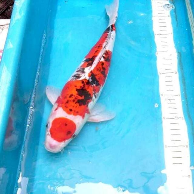 Maruten Doitsu 37cm