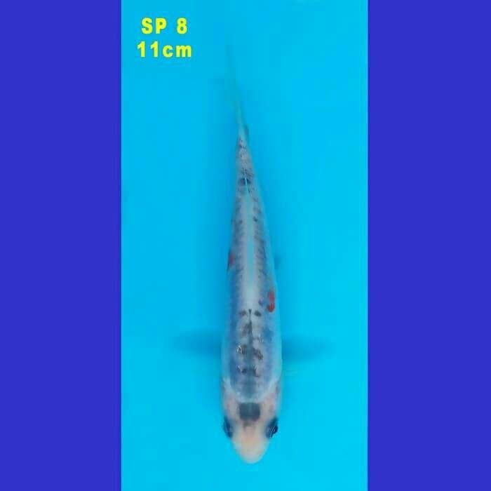SHUSUI F1 KONISHI 80 BU (SP 8)