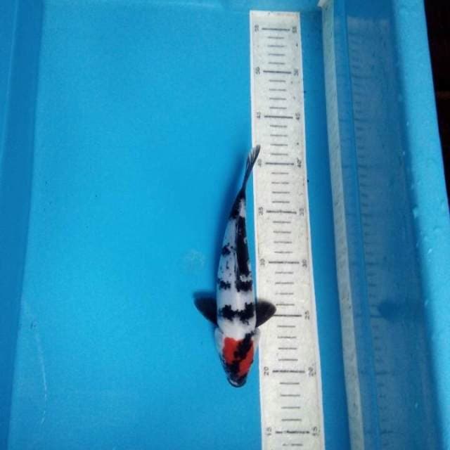 Tancho sowa 24cm