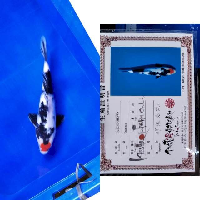 Tancho ISA serti