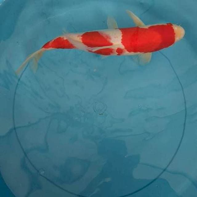 Kohaku 30 bu